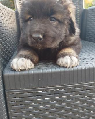 Cuccioli Pastore del Caucaso