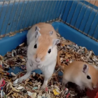 Gerbilli e criceti europei