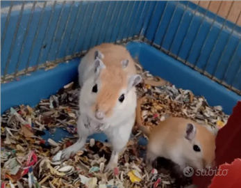 Gerbilli e criceti europei