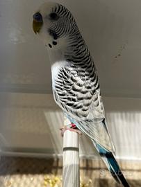 Cocorite allevamento amatoriale