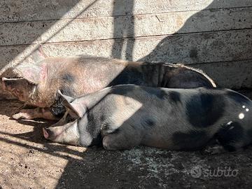 Scrofa gravida +verro