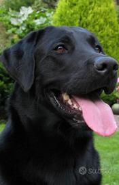 Labrador retriever femmina originale 3 ani