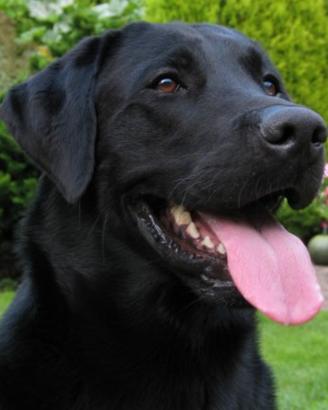 Labrador retriever femmina originale 3 ani