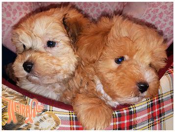 Cuccioli di BICHON A POIL FRISE