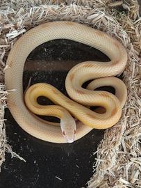 3 serpenti in blocco