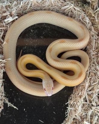 3 serpenti in blocco