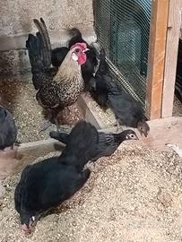Galline ornamentali