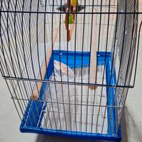 gabbia x uccellini canarini