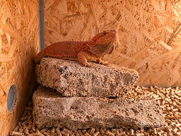 Pogona - drago barbuto più teca