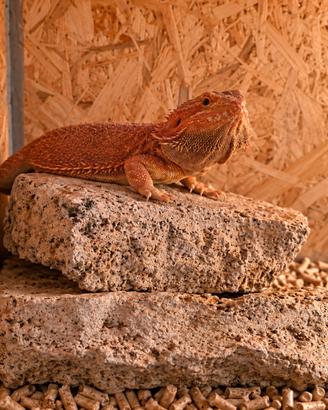 Pogona - drago barbuto più teca