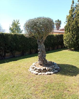 Pianta Ulivo