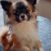 Hulk chihuahua