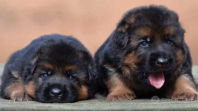 Cuccioli Pastore Tedesco Pelo Lungo e Corto