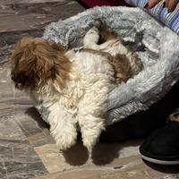 Cucciolo di Shih Tzu