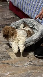 Cucciolo di Shih Tzu