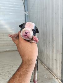 Cuccioli Amstaff cuccioli