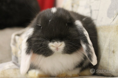 Coppia arieti nani più gabbia