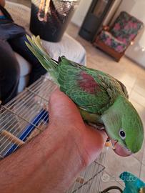 Pullo grande alessandrino