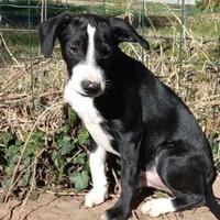 Cucciolo cane