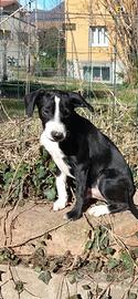 Cucciolo cane