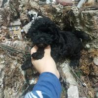 Maschio di maltipoo nero taglia piccola