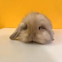 Cucciolo di coniglio ariete dolce e coccolone