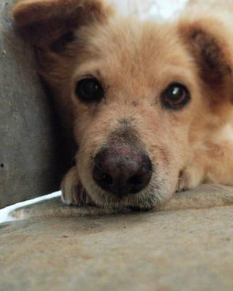 CANE adulto in adozione