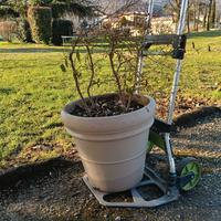 vaso in cotto con sotto vaso 