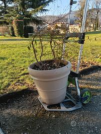 vaso in cotto con sotto vaso 