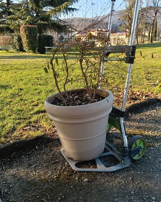 vaso in cotto con sotto vaso 