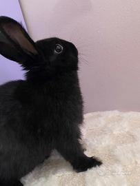 Coniglio nano testa di leone