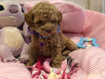 Cucciolo femmina barboncino toy musetto a orsetto