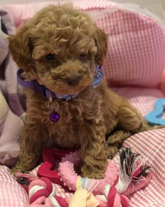 Cucciolo femmina barboncino toy musetto a orsetto