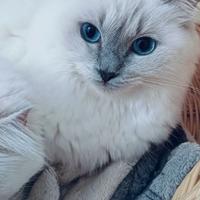 Ragdoll femmina adulta con Pedigree