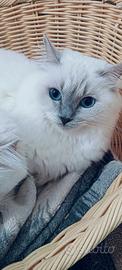 Ragdoll femmina adulta con Pedigree