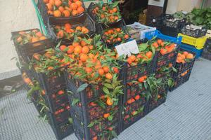 Attività ortofrutticola
