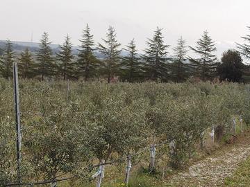Oliveto superintensivo giovane