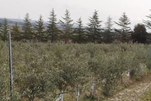 Oliveto superintensivo giovane