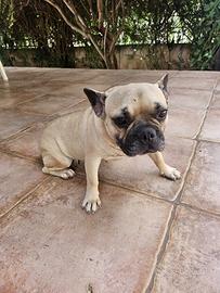 Buldog francese