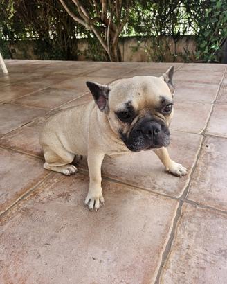 Buldog francese