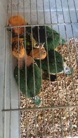 Caicco testa gialla