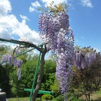 Glicine fiori viola, albero di 3 mt.!Varese centro