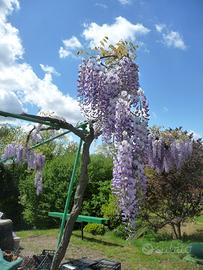 Glicine fiori viola, albero di 3 mt.!Varese centro