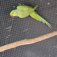 Parrocchetto dal collare maschio