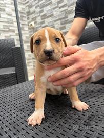 Pitbull