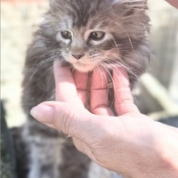 Maine coon cucciola alta genealogia silver