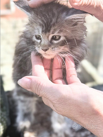 Maine coon cucciola alta genealogia silver