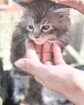 Maine coon cucciola alta genealogia silver