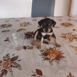 Cuccioli di pincher mini
