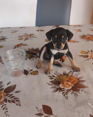 Cuccioli di pincher mini